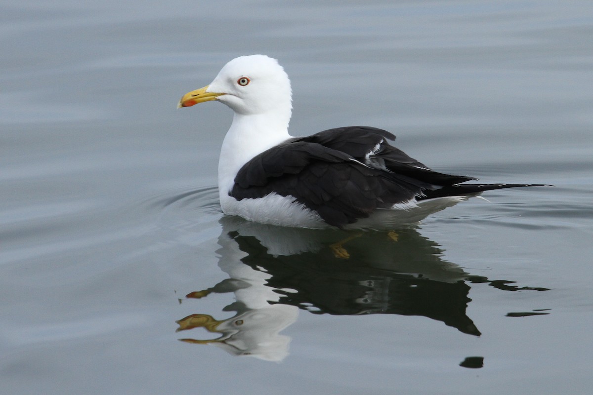 Lesser Black-backed Gull - ML647075778