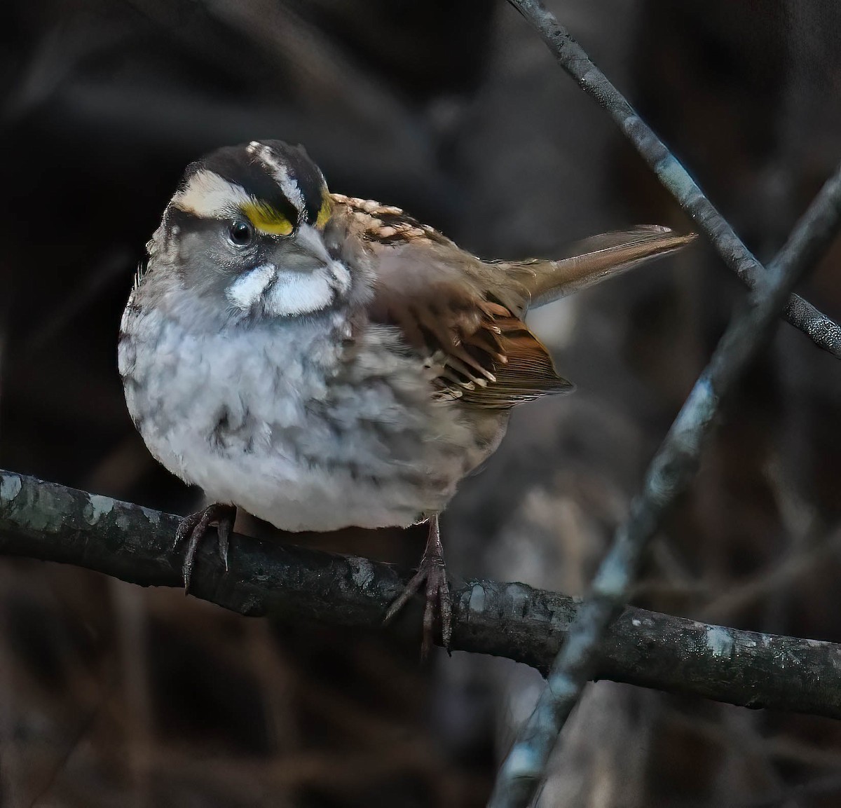 White-throated Sparrow - ML647075779