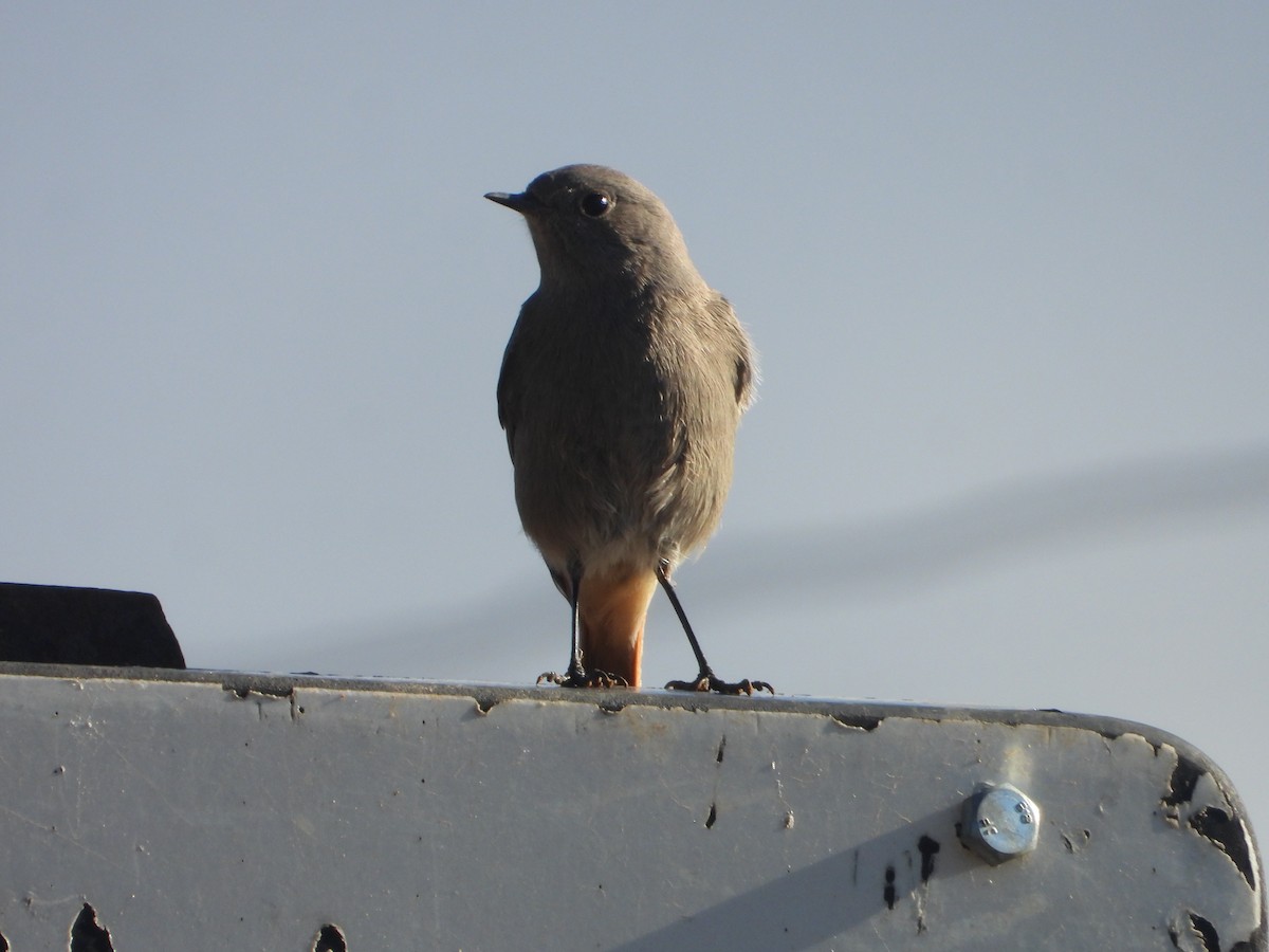 Black Redstart - ML647075780