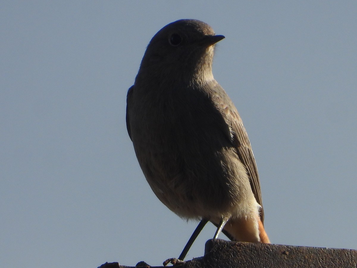 Black Redstart - ML647075781