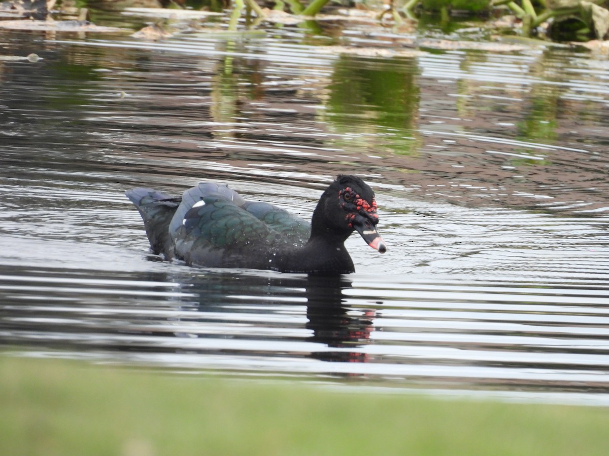 Muscovy Duck (Domestic type) - ML647075782