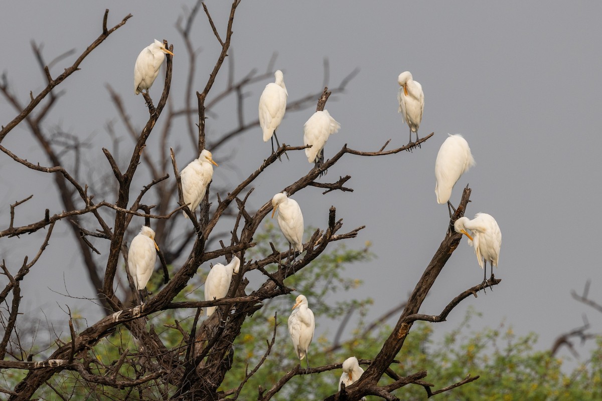 Eastern Cattle-Egret - ML647075783