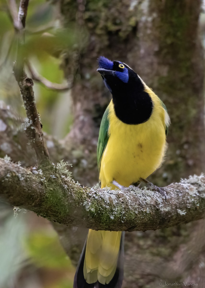 Green Jay (Inca) - ML647075784