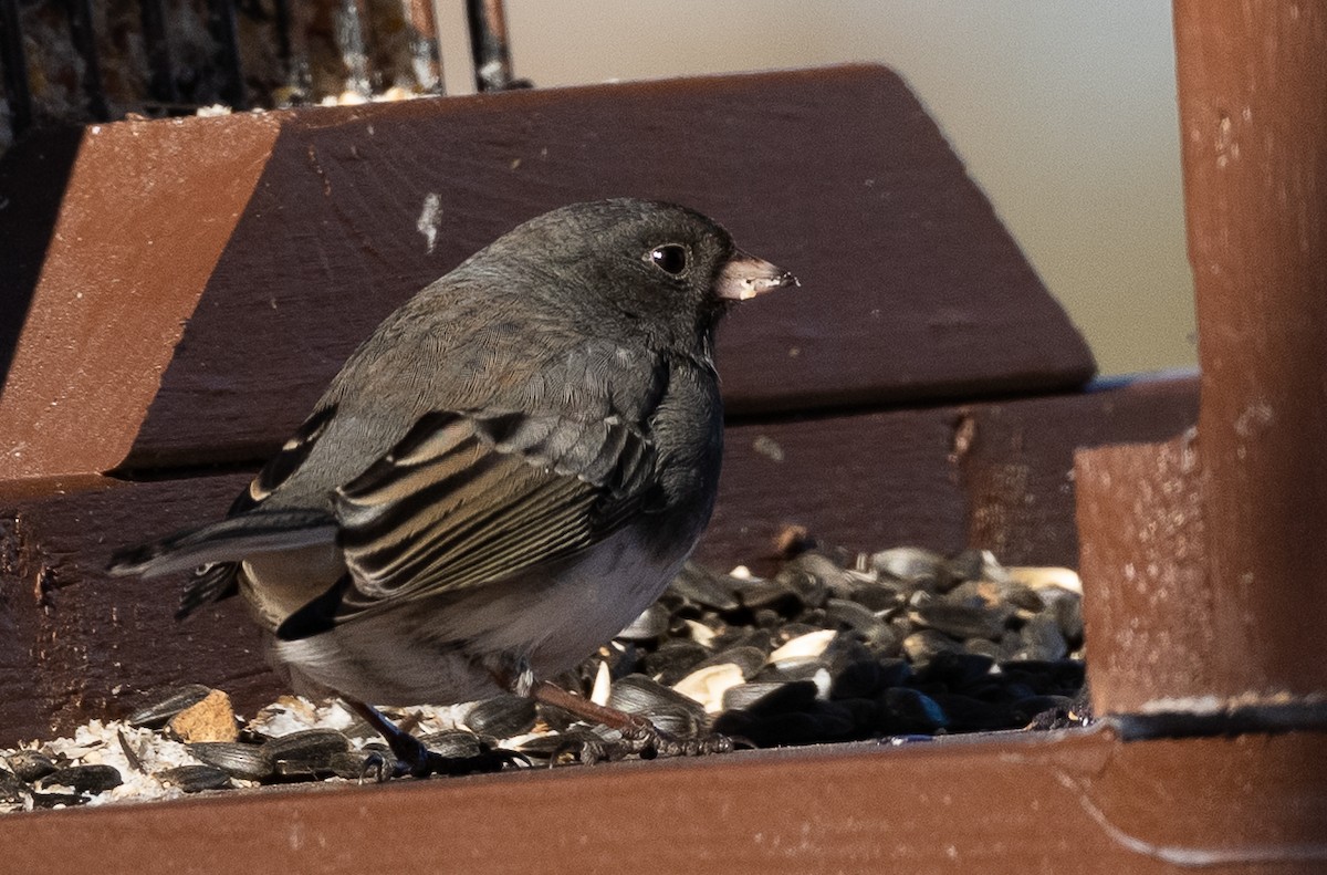 Dark-eyed Junco - ML647075785