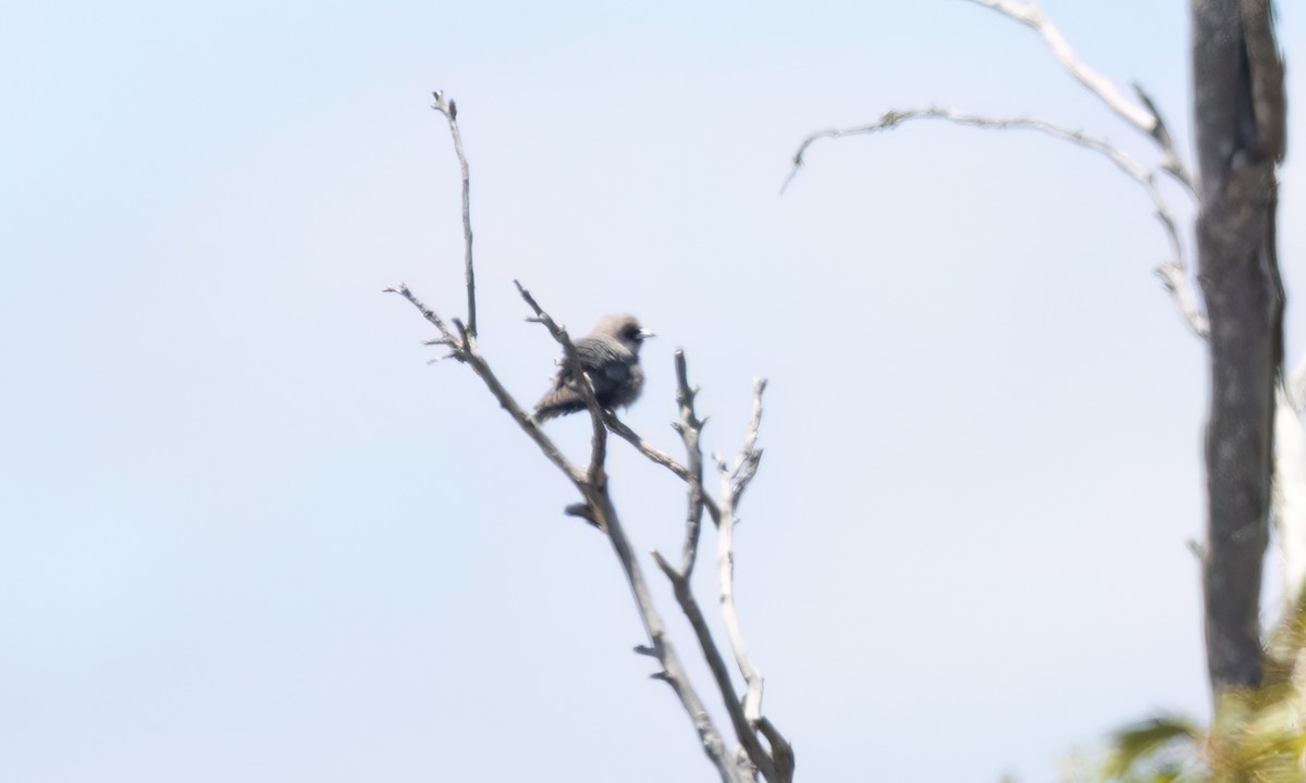 Black-faced Woodswallow - ML647075786