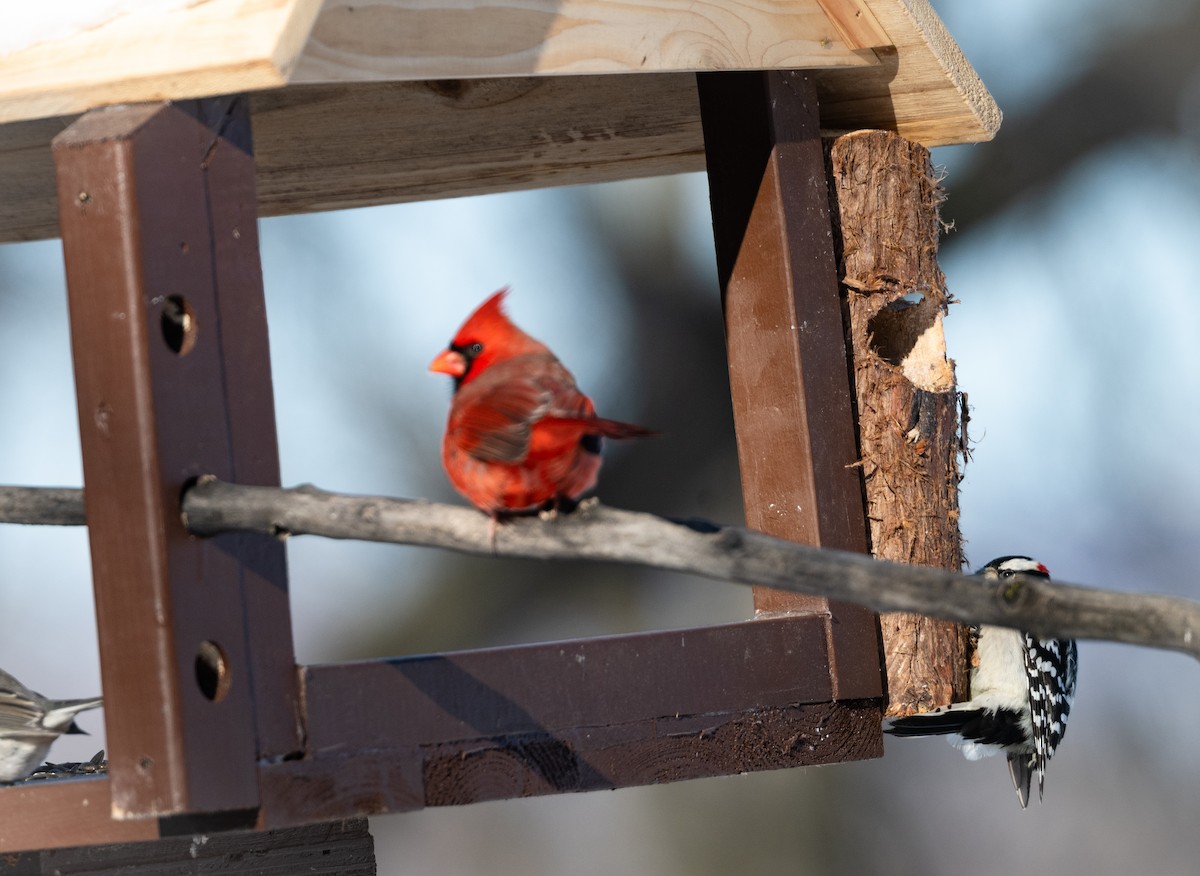 Northern Cardinal - ML647075787