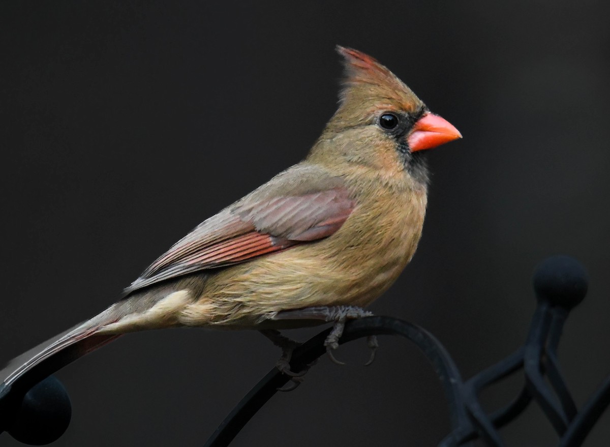 Northern Cardinal - ML647075788