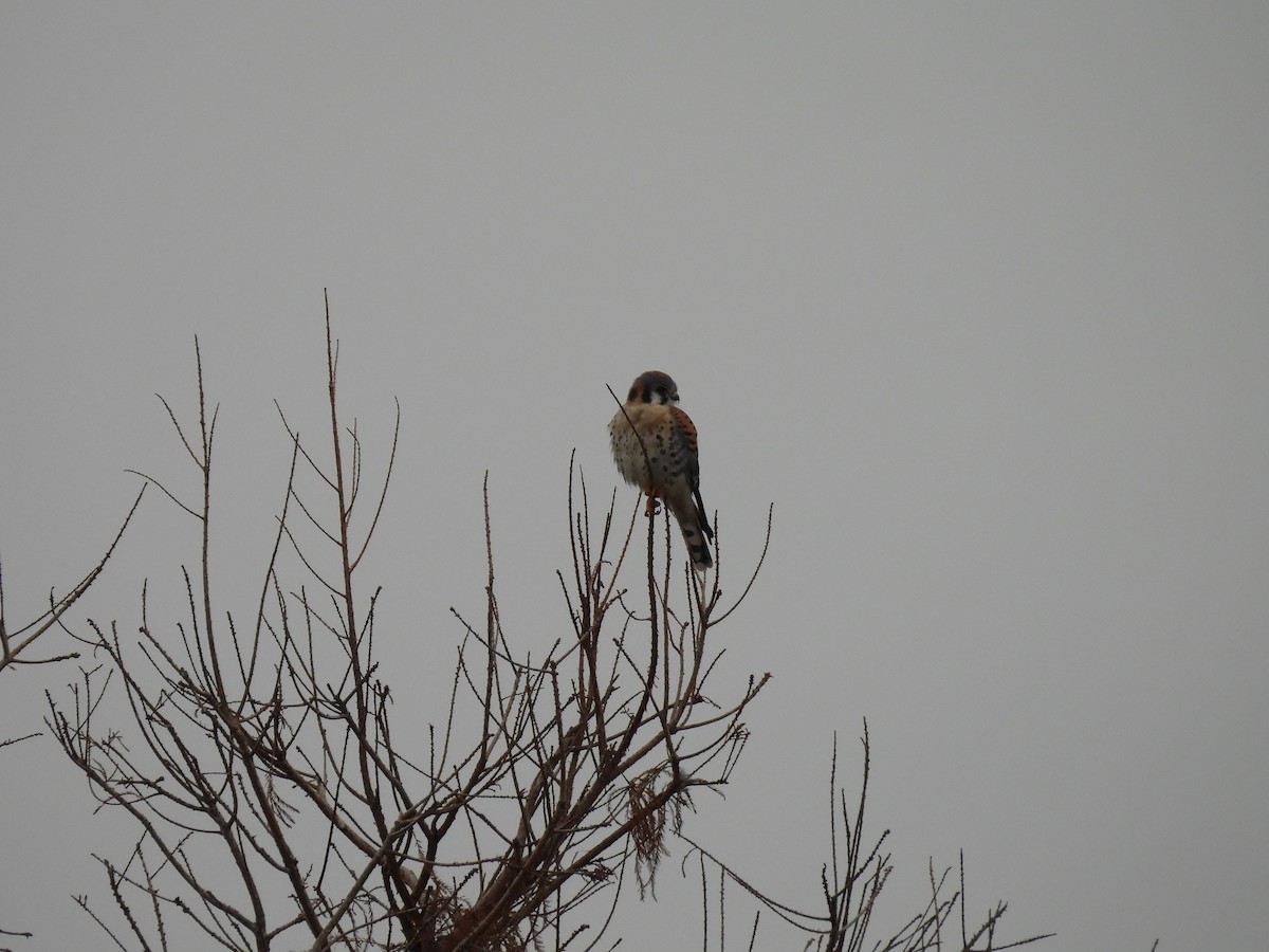 American Kestrel - ML647075791