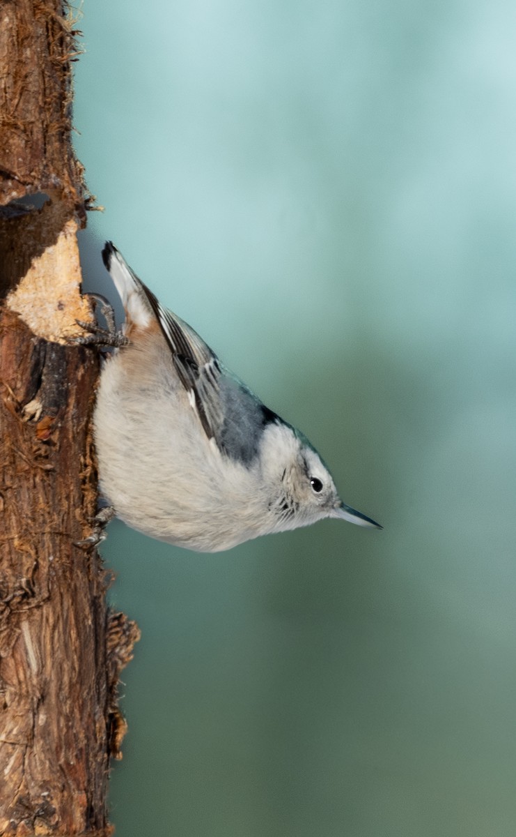 White-breasted Nuthatch - ML647075792