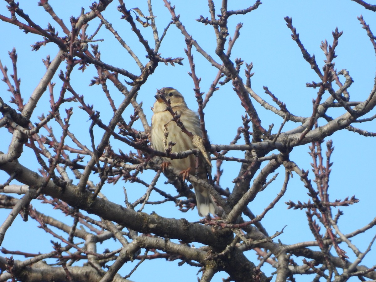 Rock Sparrow - ML647075794