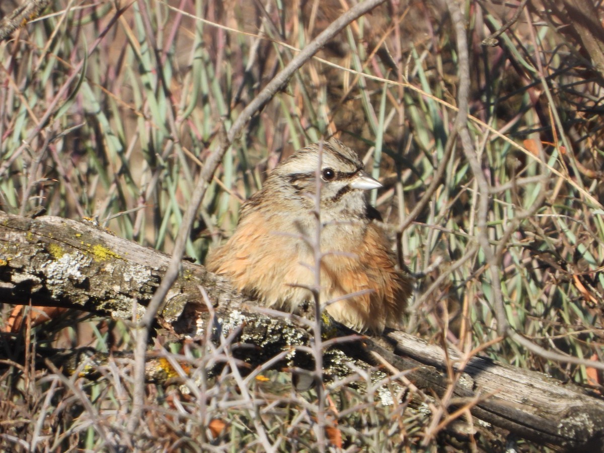 Rock Bunting - ML647075795