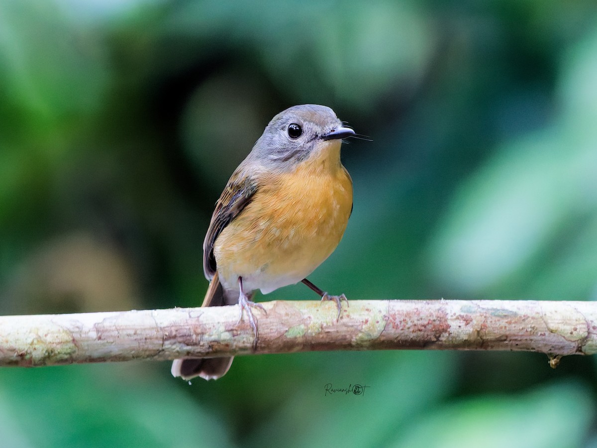 Pale-chinned Flycatcher - ML647075796