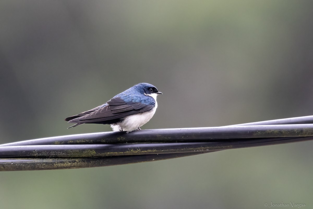 Blue-and-white Swallow (cyanoleuca) - ML647075797