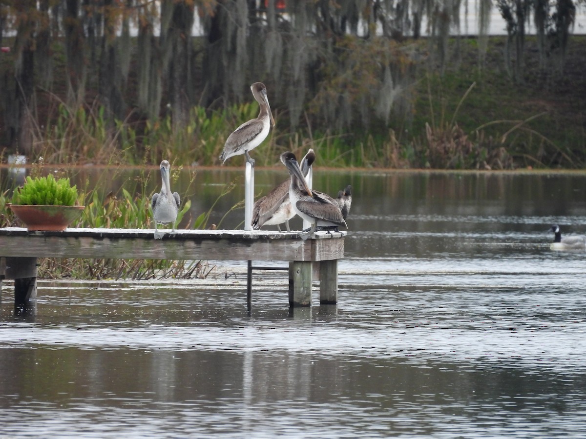 Brown Pelican - ML647075802
