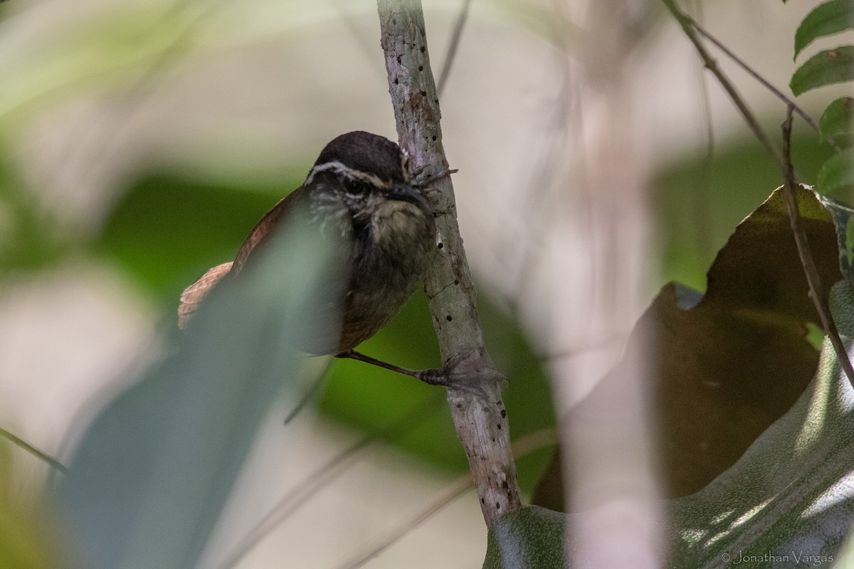 Gray-breasted Wood-Wren - ML647075804