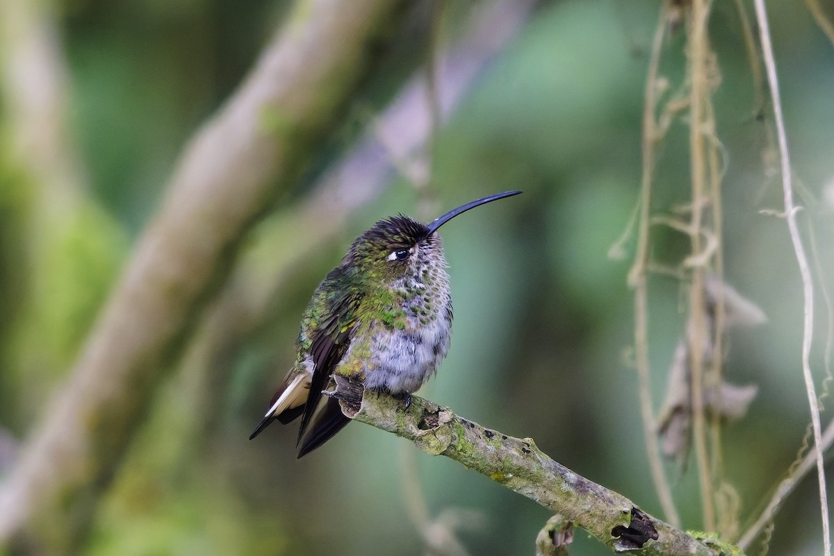 Mountain Velvetbreast - ML647075805