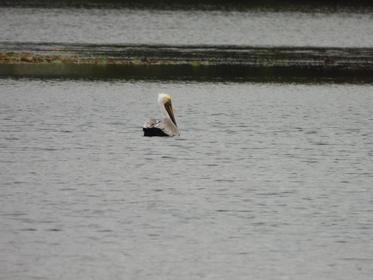 Brown Pelican - ML647075809