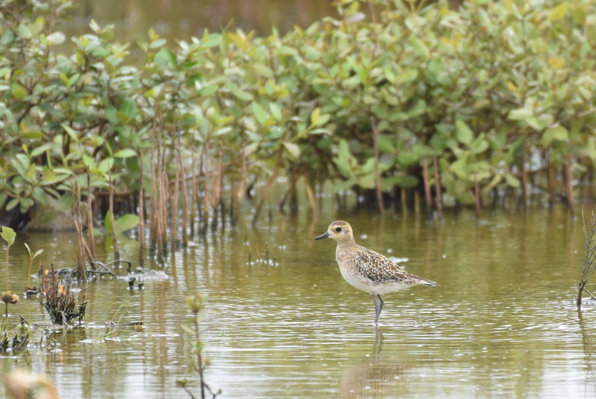 Pacific Golden-Plover - ML647075810