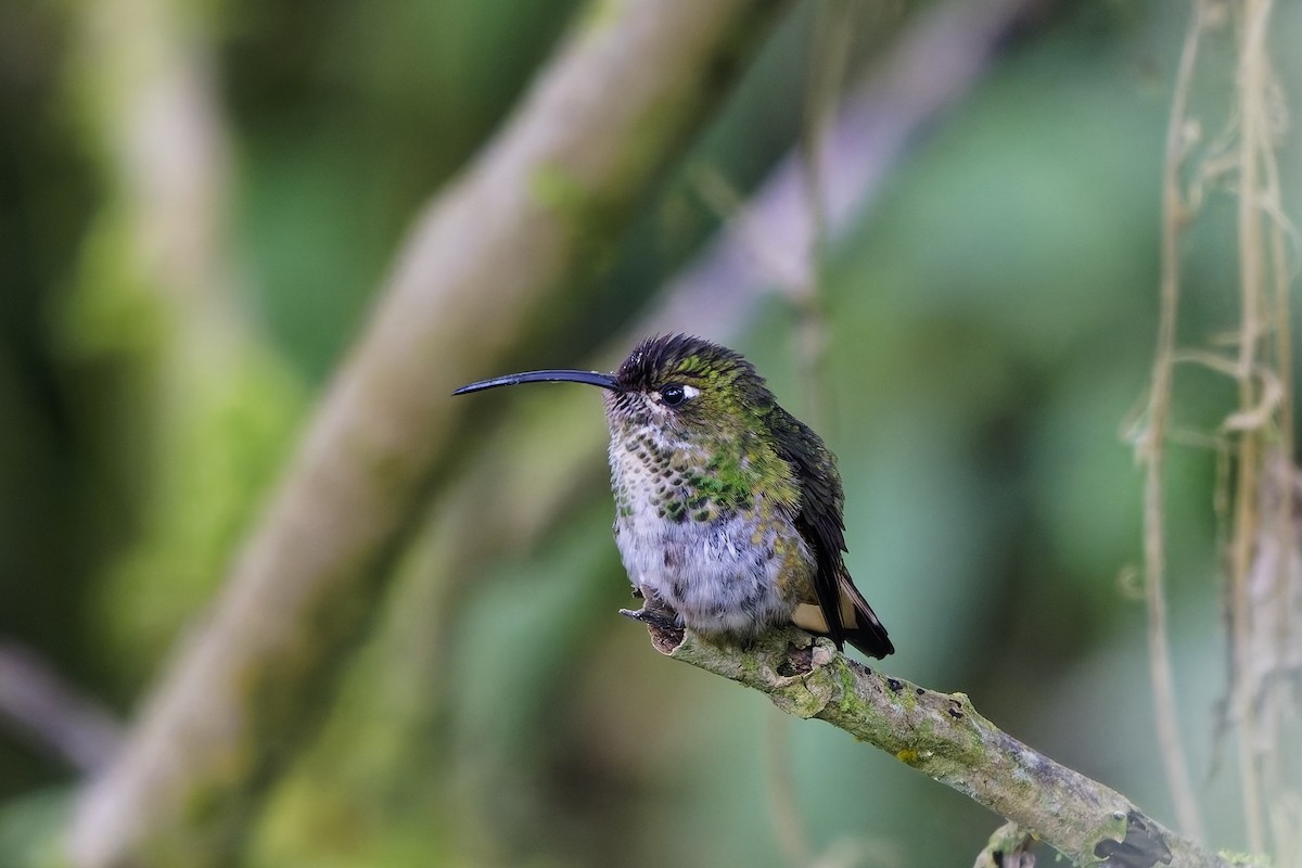 Mountain Velvetbreast - ML647075811