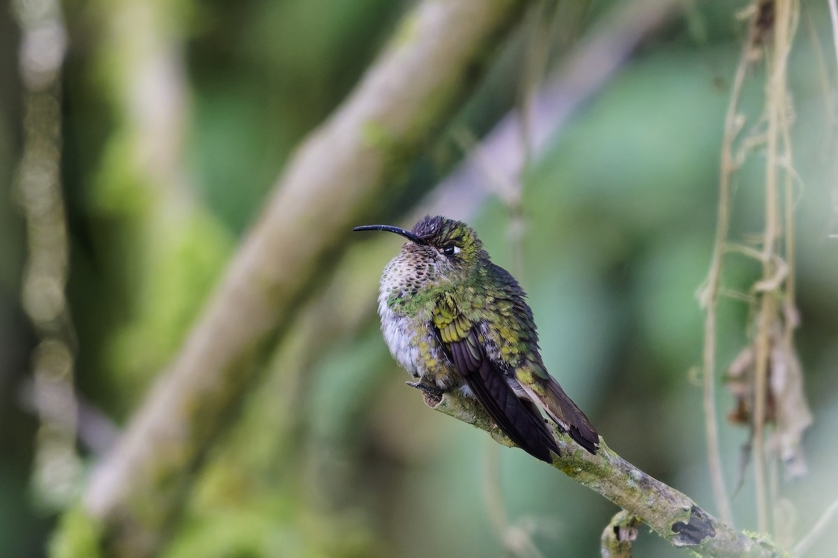 Mountain Velvetbreast - ML647075812