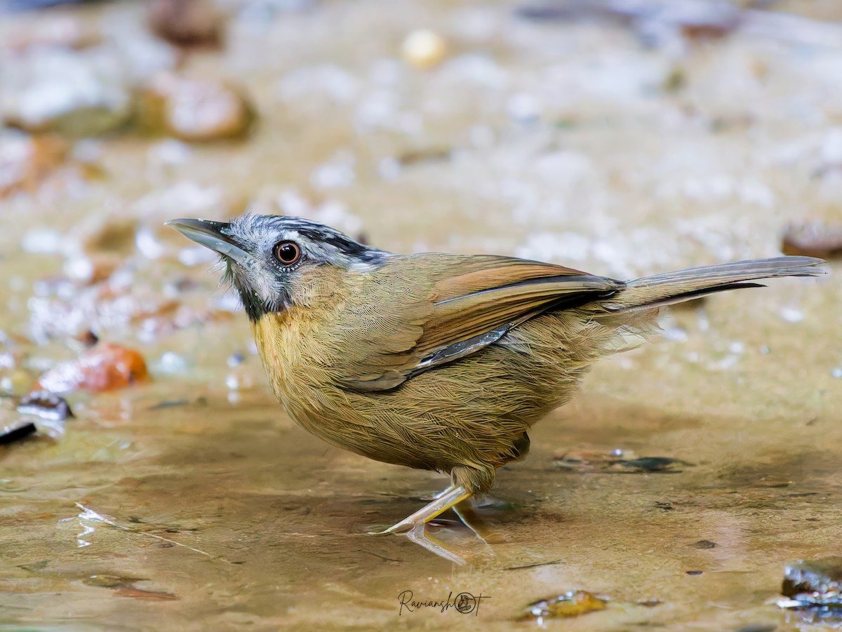 Gray-throated Babbler - ML647075815