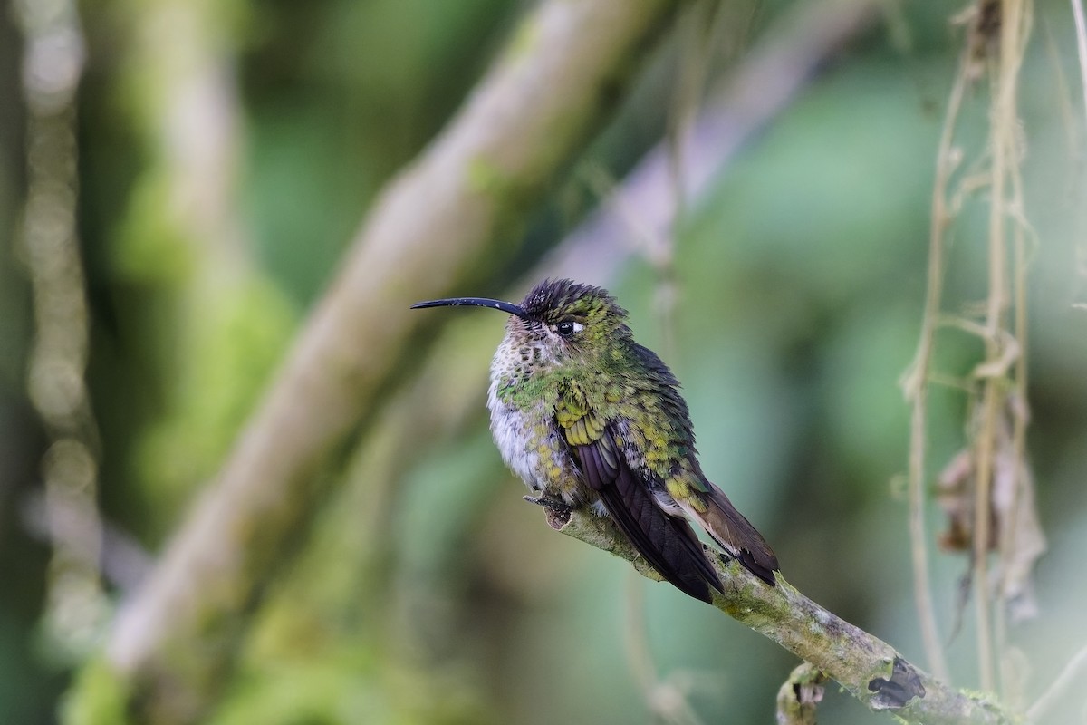 Mountain Velvetbreast - ML647075816