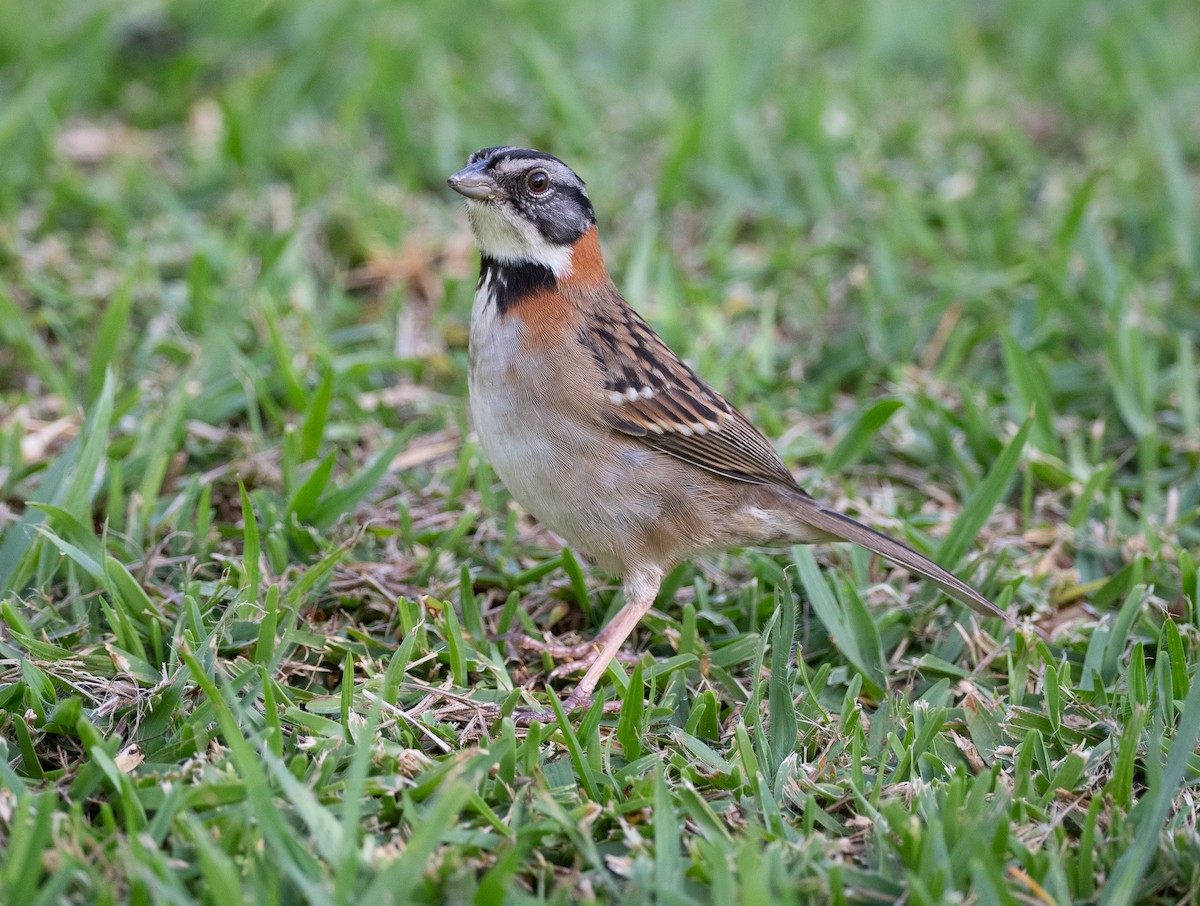 Rufous-collared Sparrow - ML647075817
