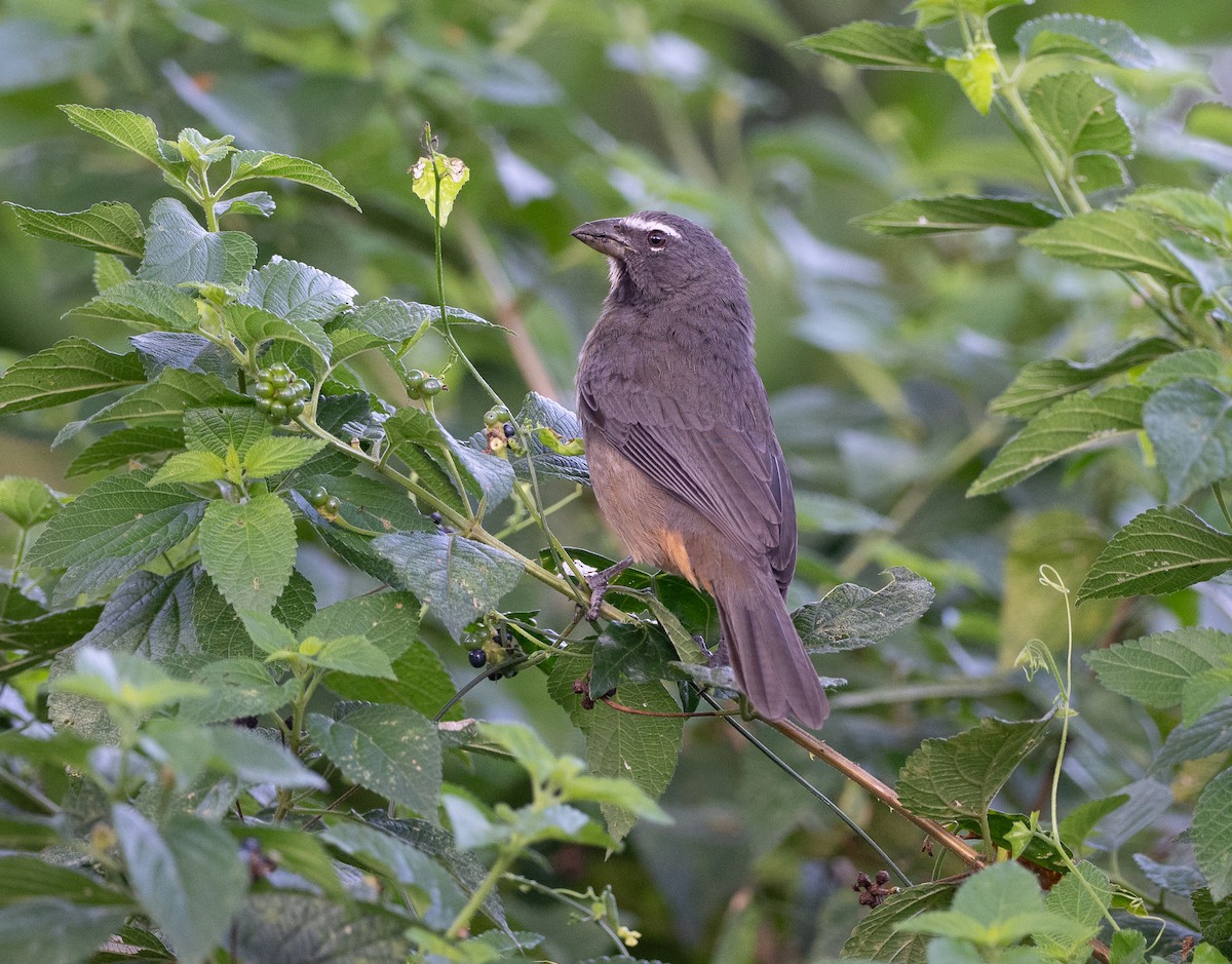 Kuzeyli Kurşuni Saltator - ML647075823