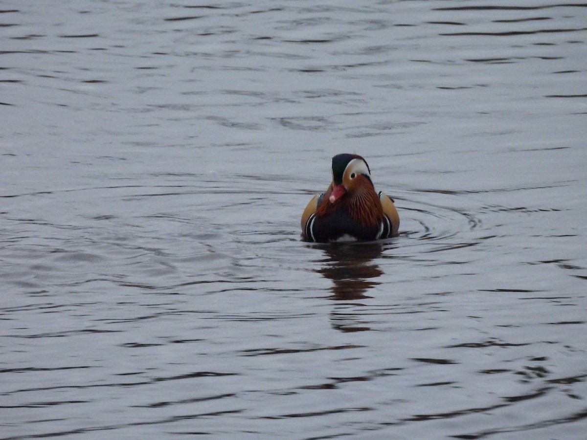 Мандаринка - ML647075824