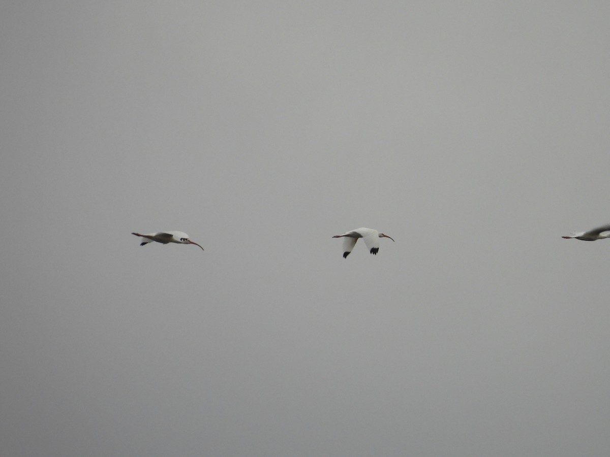 White Ibis - ML647075826