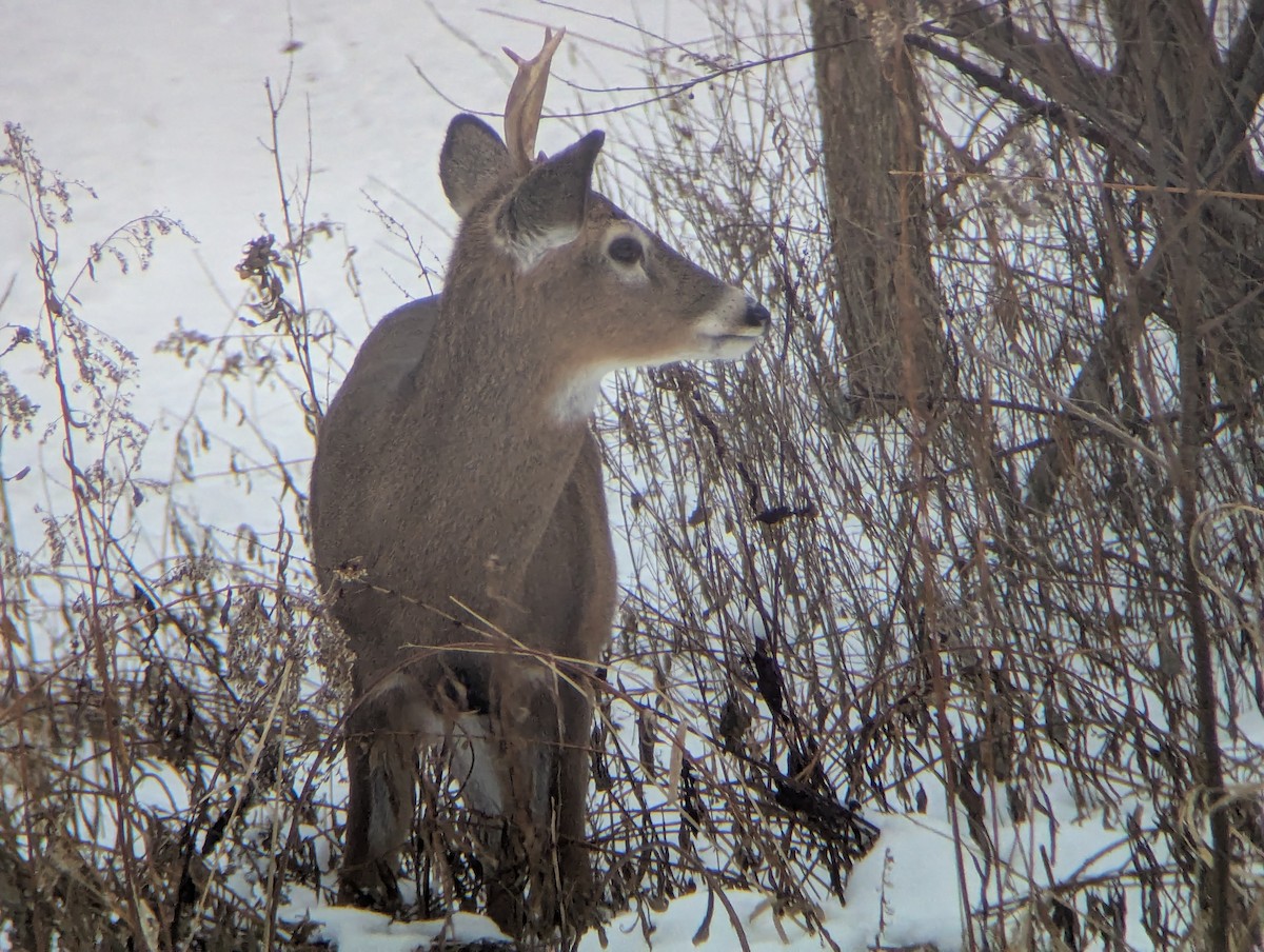 White-tailed Deer - ML647075838