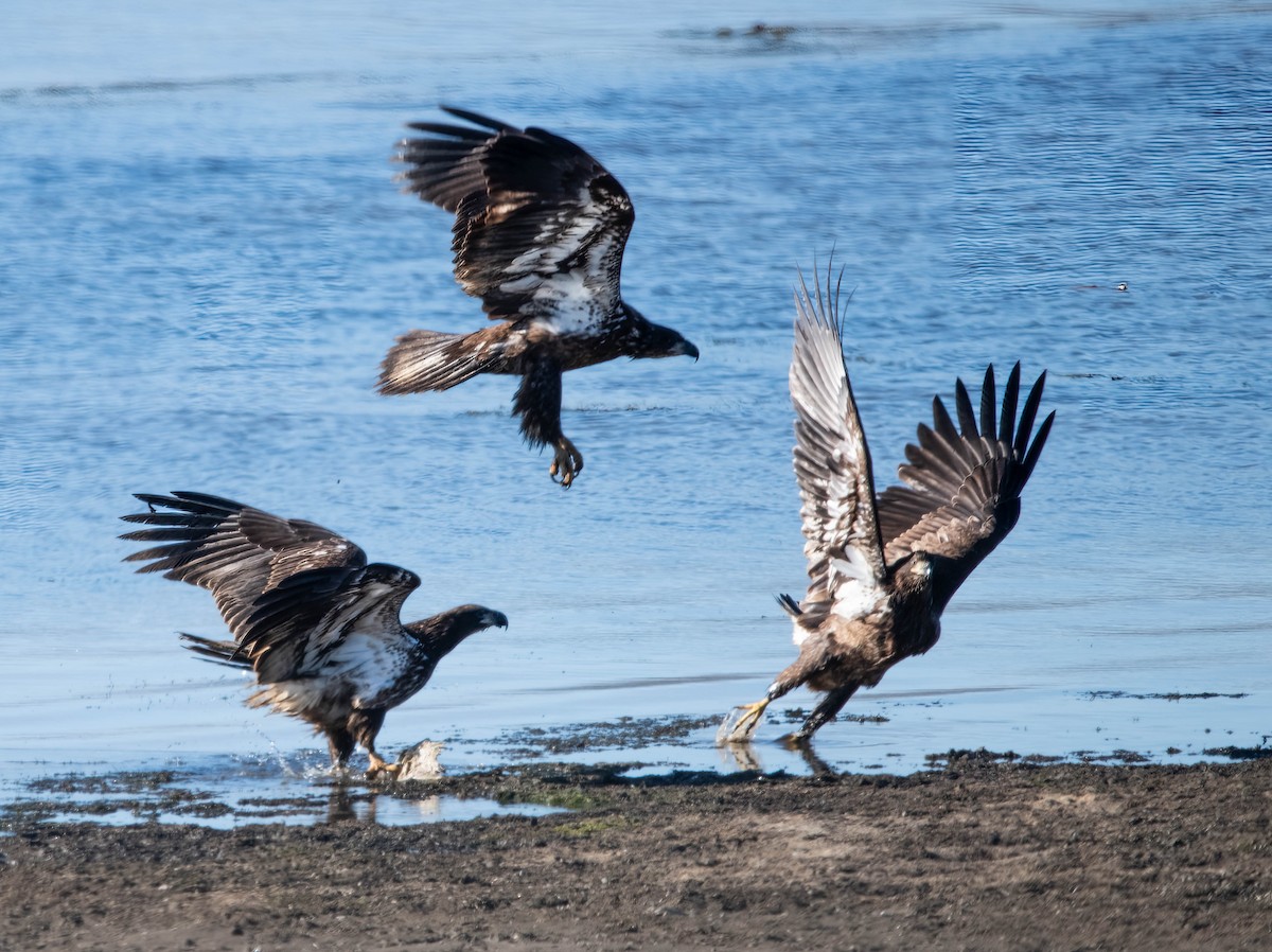 Bald Eagle - ML647075849