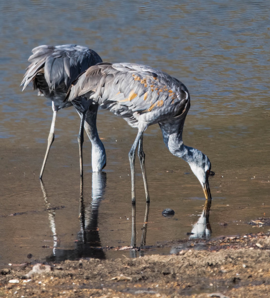 Sandhill Crane - ML647075852