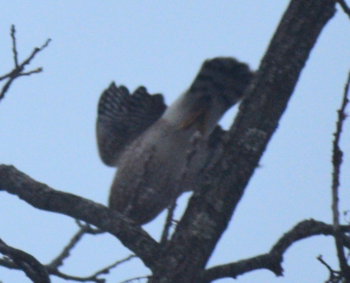 Cooper's Hawk - ML647075855