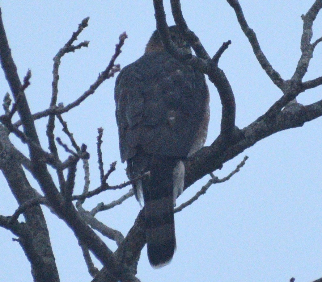 Cooper's Hawk - ML647075858