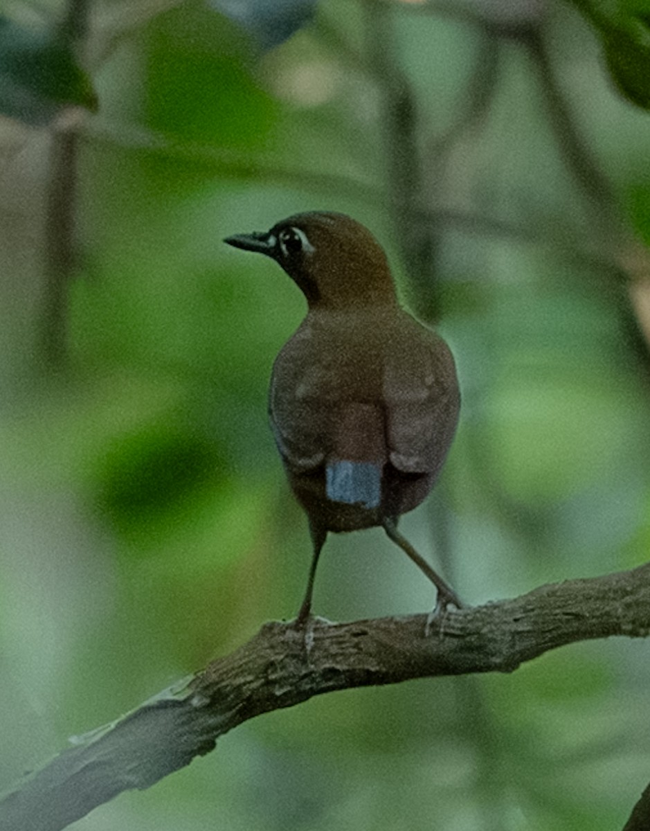 カオグロアリツグミ - ML647075860