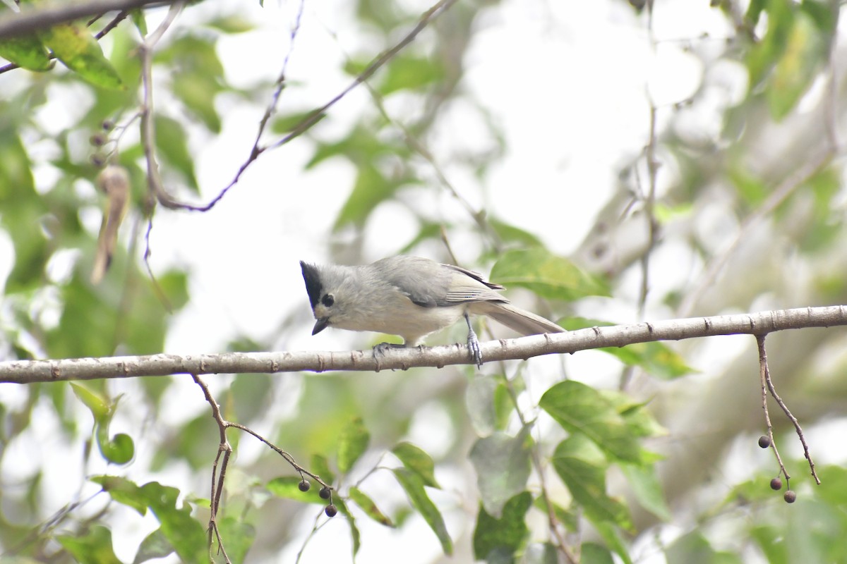 sýkora černochocholatá - ML647075876