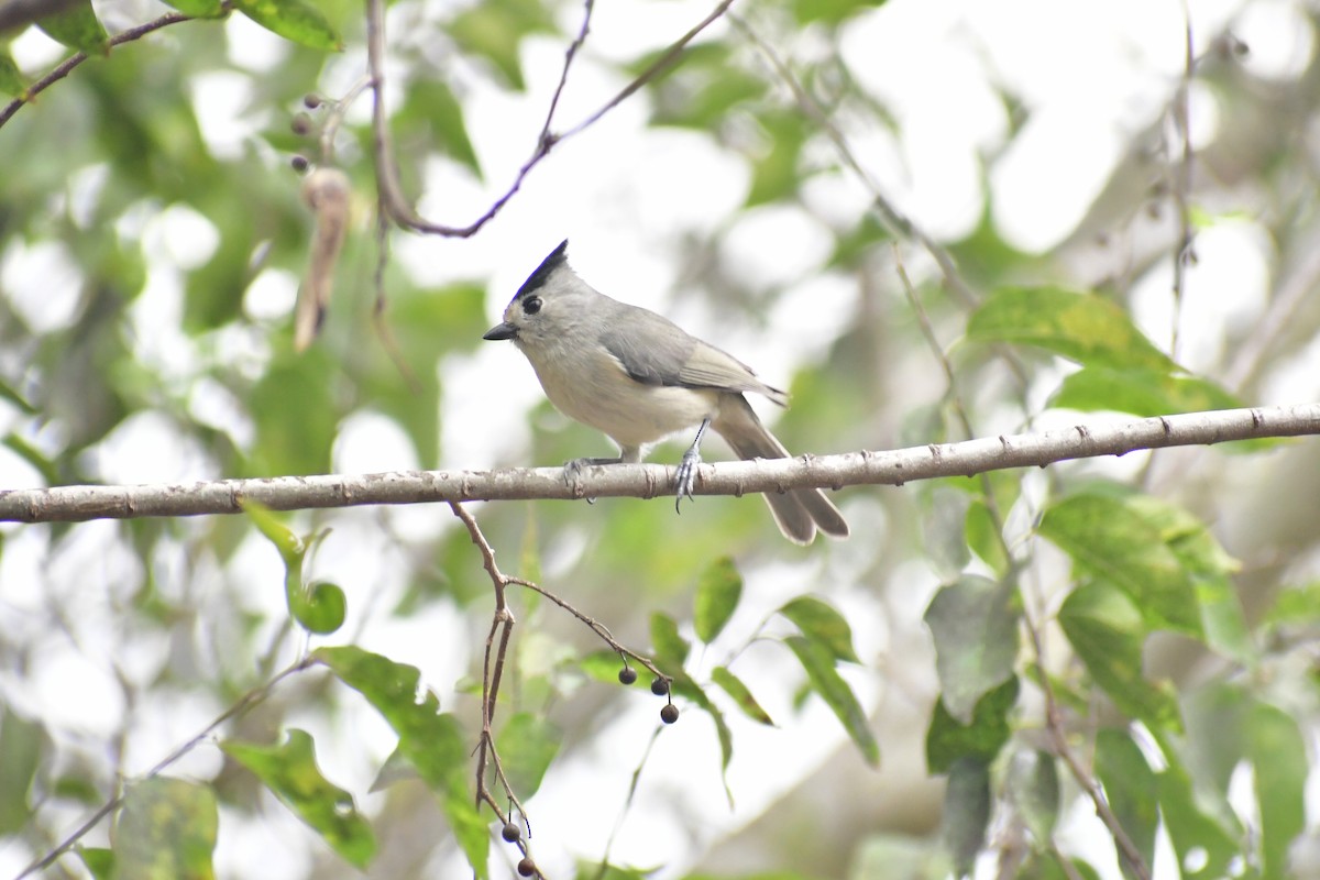 sýkora černochocholatá - ML647075877