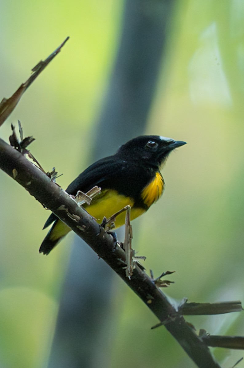 シロビタイマイコドリ - ML647075878