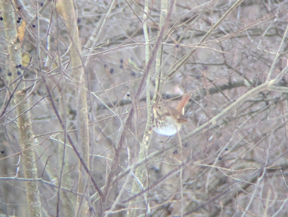 Hermit Thrush - ML647075879