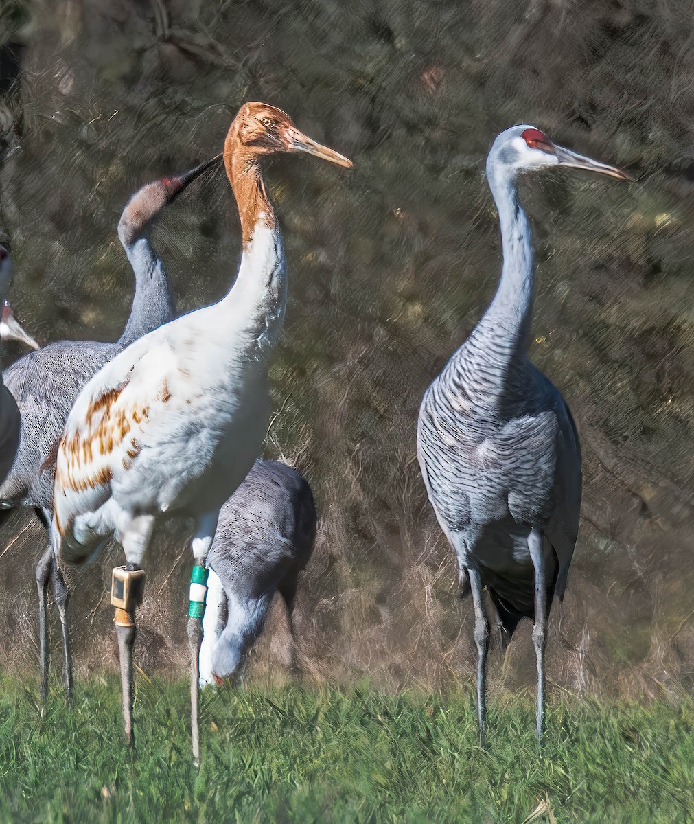 trompettrane - ML647075881