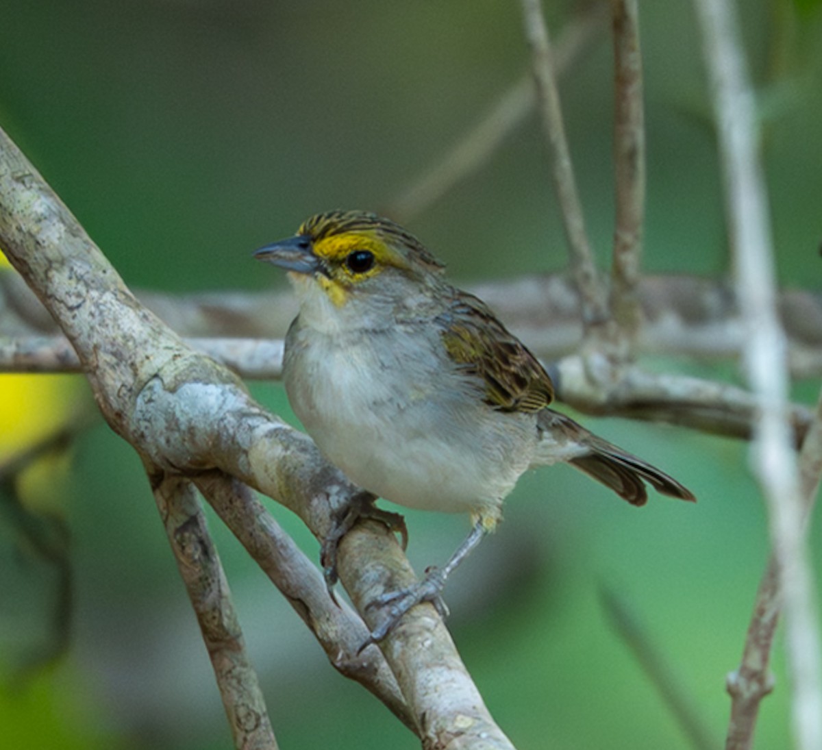 キマユヒメドリ - ML647075883