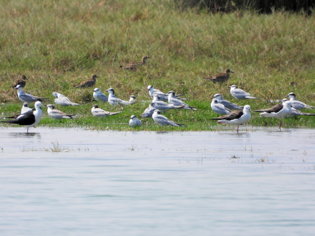 Whiskered Tern - ML647075885