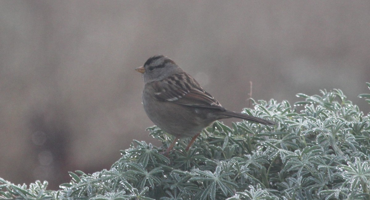 Black Phoebe - ML647075887
