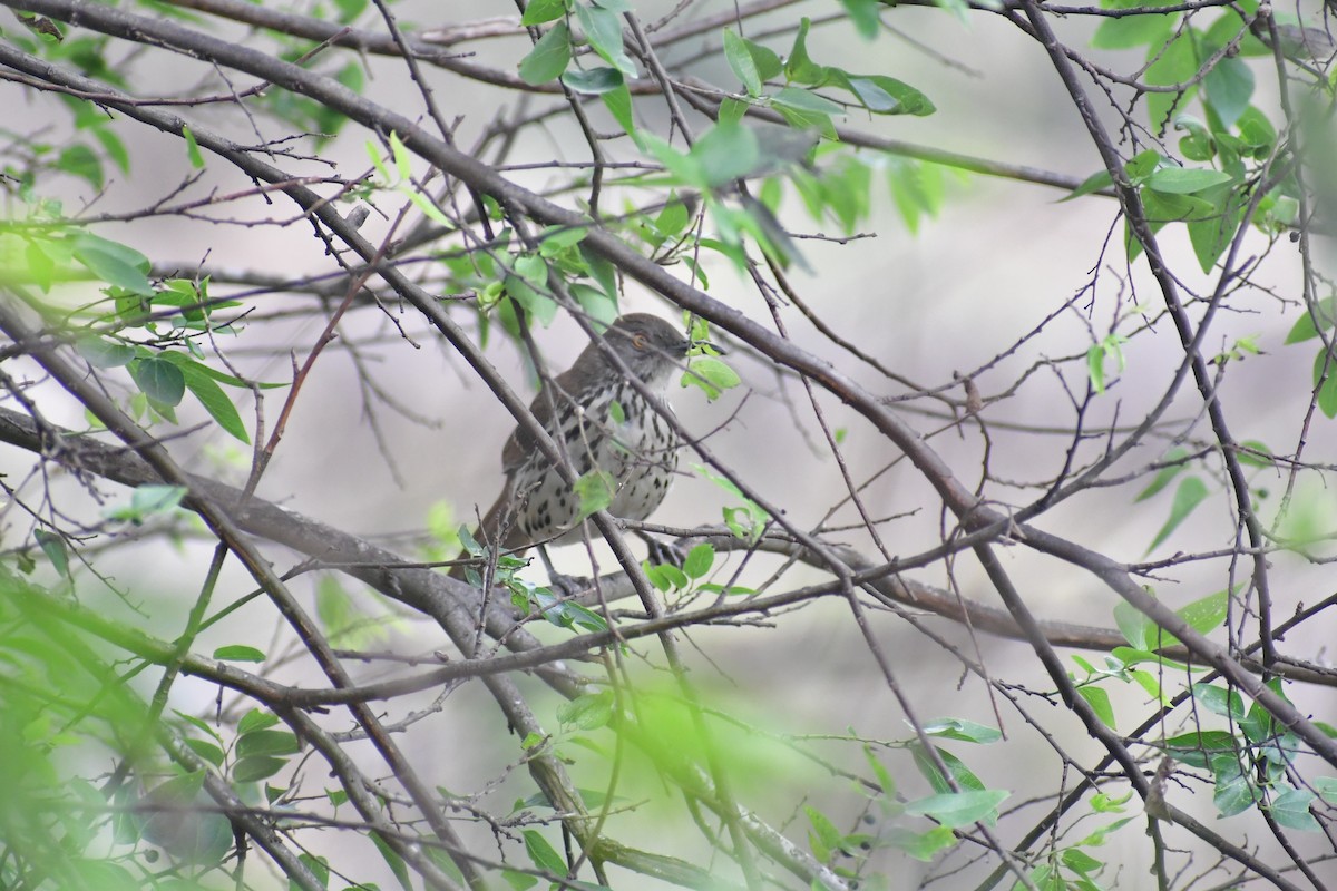 Long-billed Thrasher - ML647075889