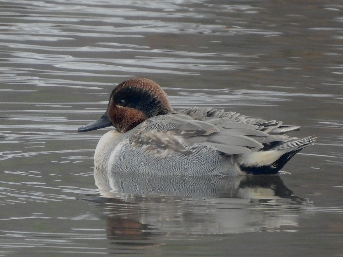 Green-winged Teal - ML647075890