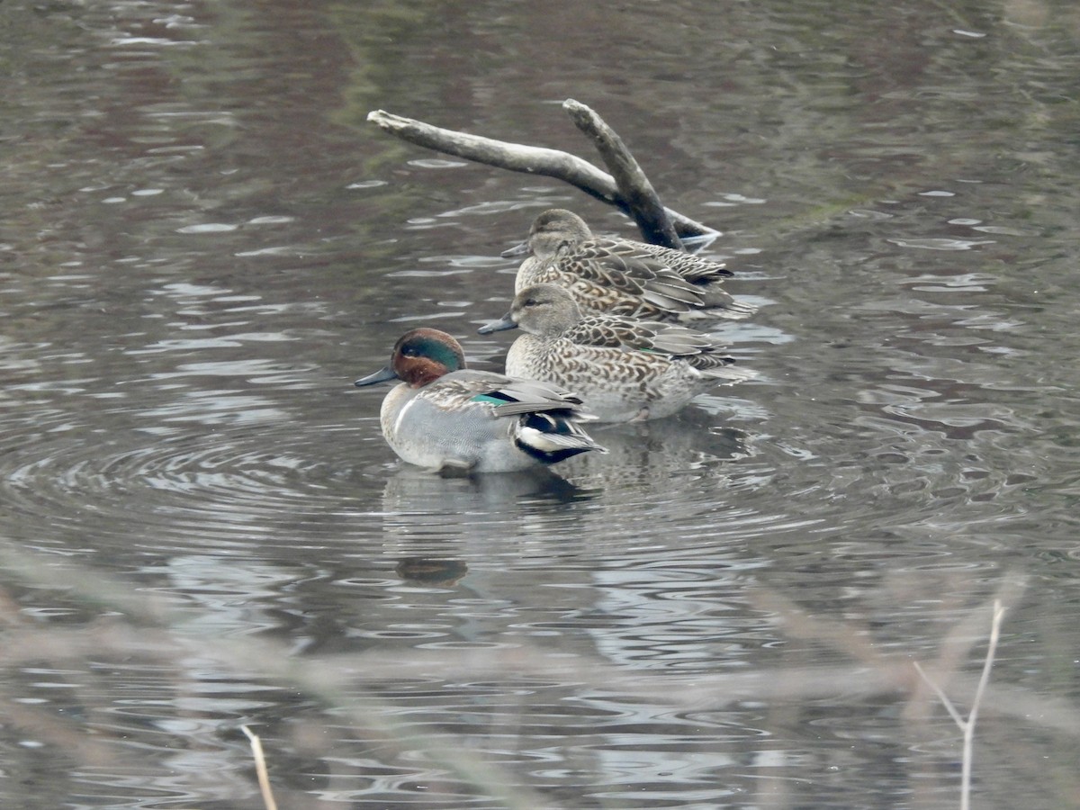 Green-winged Teal - ML647075891