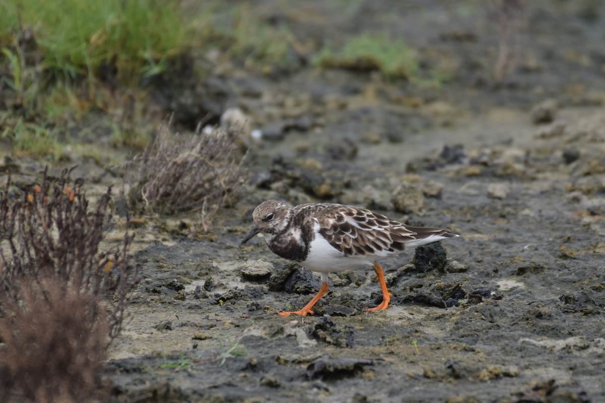Ruddy Turnstone - ML647075892
