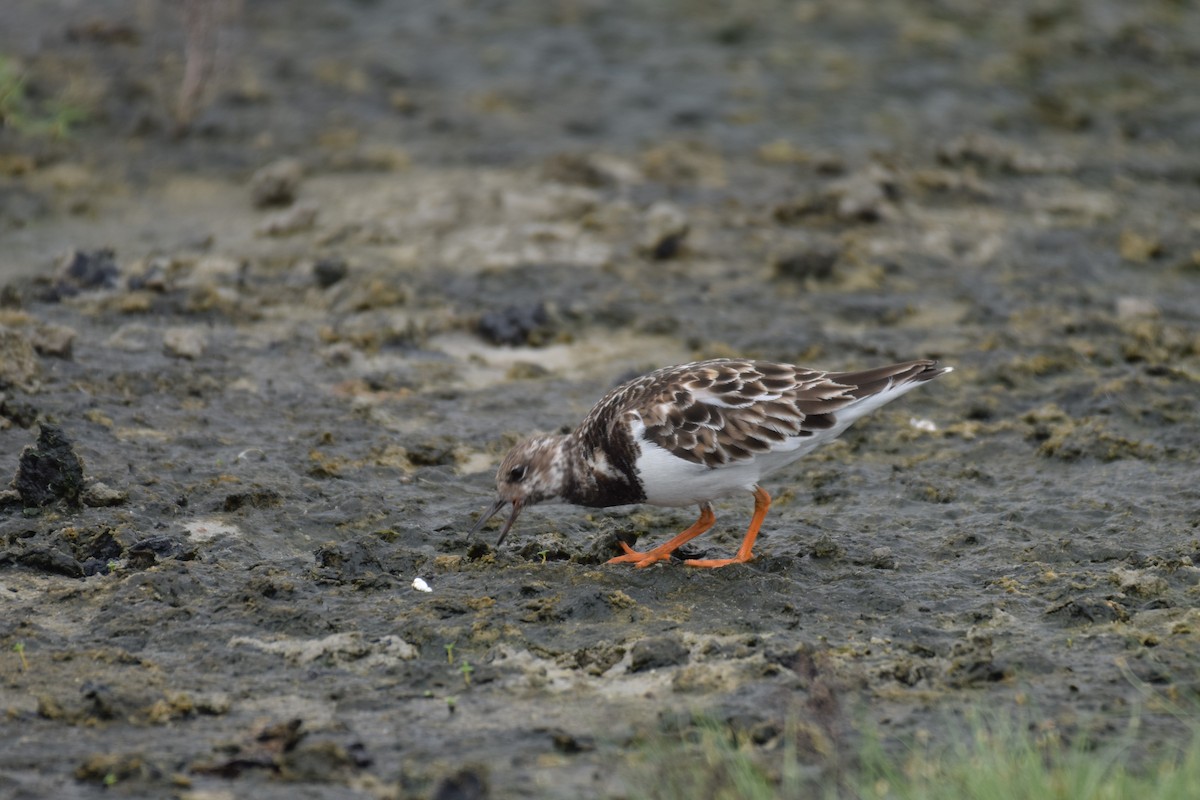 Ruddy Turnstone - ML647075893