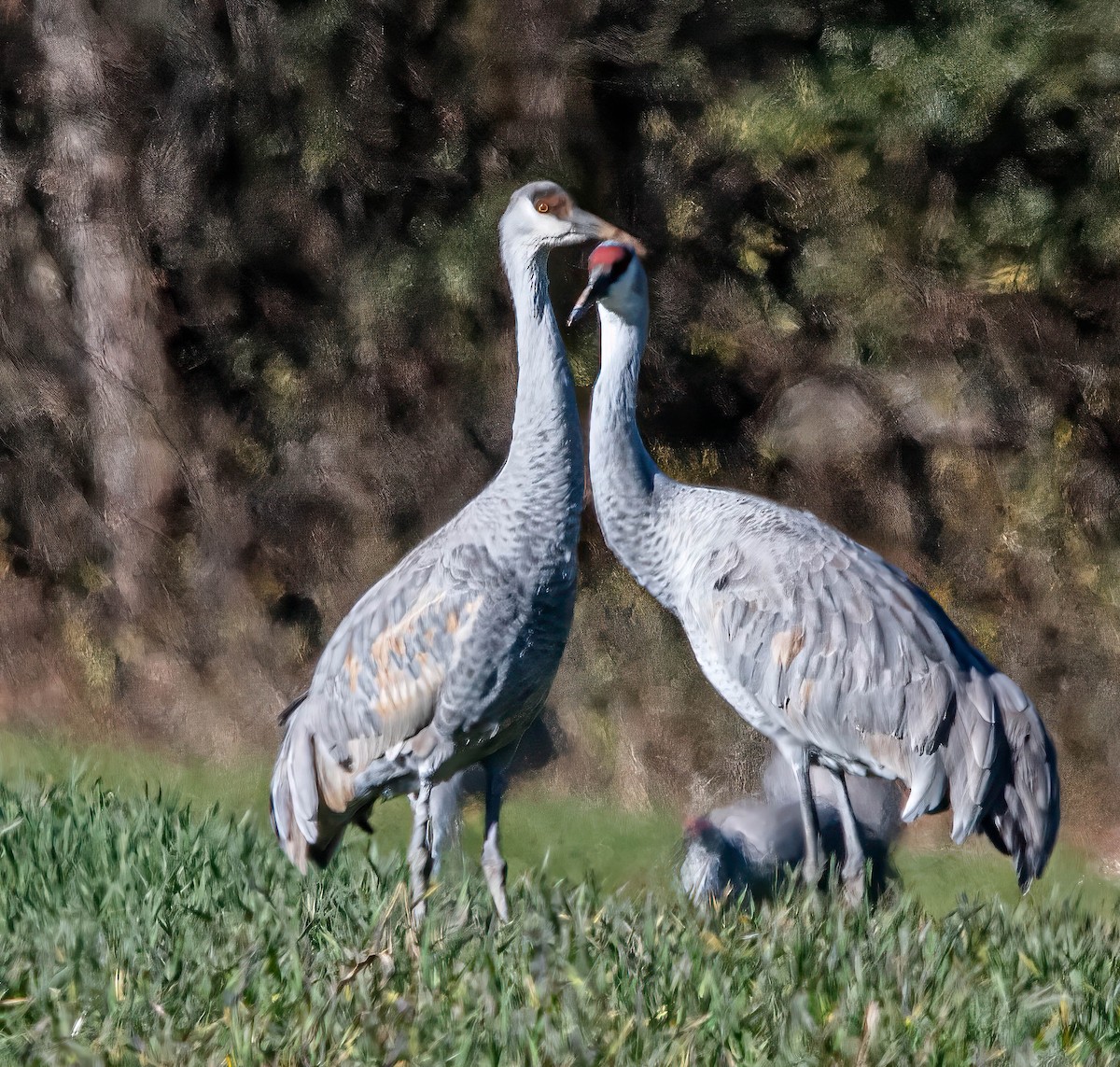 Sandhill Crane - ML647075894